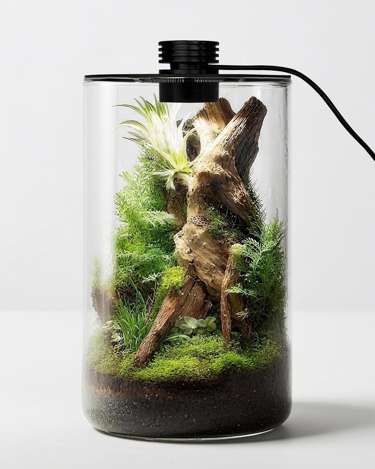 Indoor Glass Terrarium with Gr - Office Lighting Decor ulasan dan harga